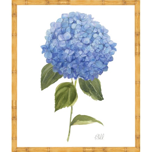KS- HYDRANGEA BLOOMS 1